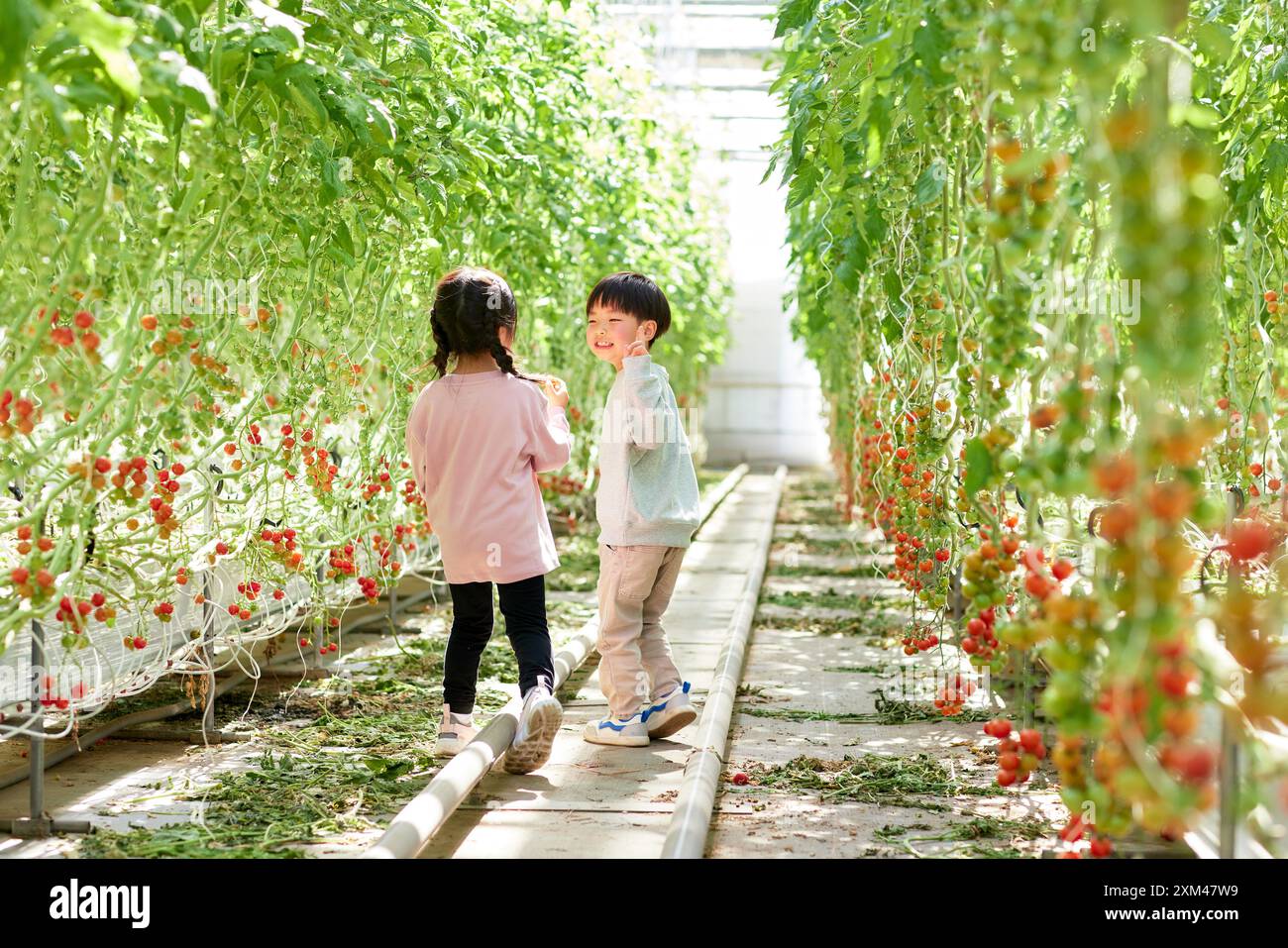 Asiatische Kinder in einem Tomatengewächshaus Stockfoto