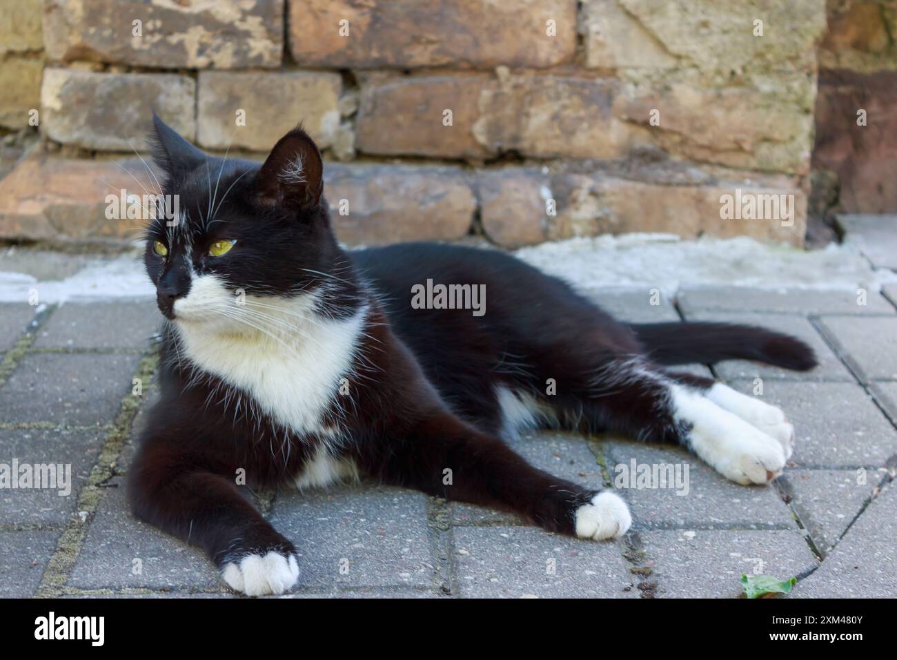Schwarze Katze ruht in der Sonne Stockfoto
