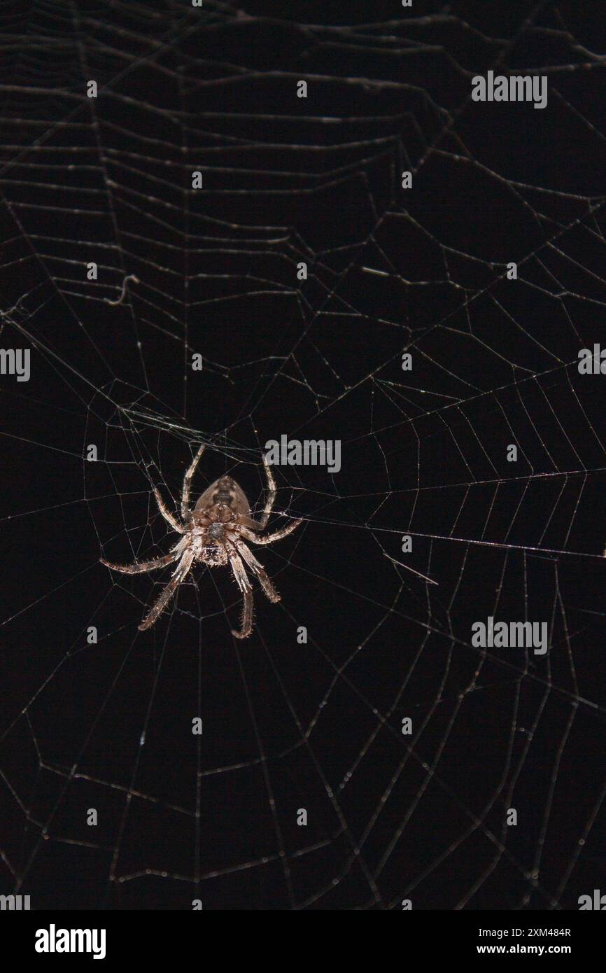 Spinnen im Netz in den Lichtstrahlen der Nacht Stockfoto