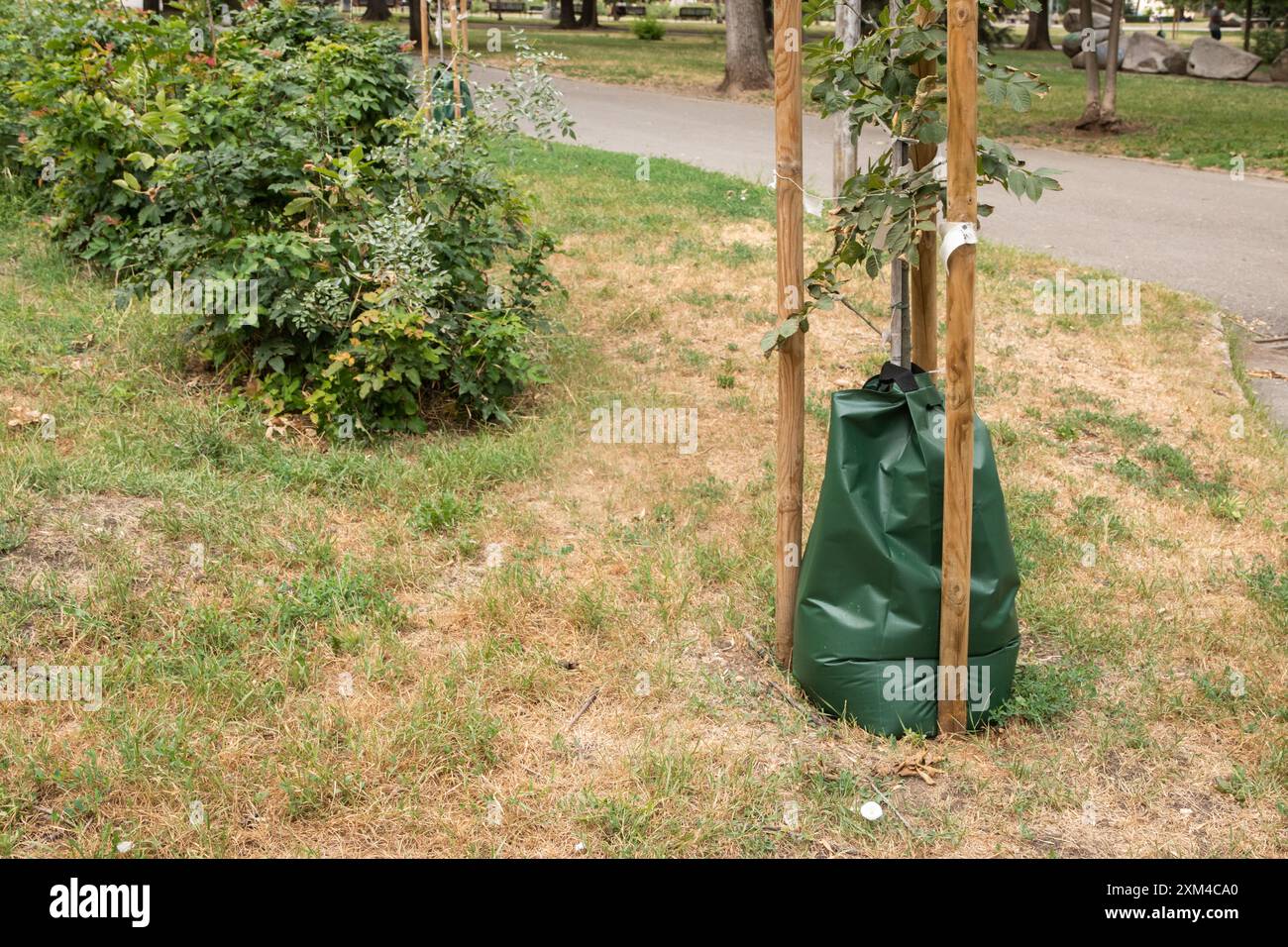 Slow Release PVC Bewässerungsbeutel für Bäume retten Bewässerungssystem in City Park Großaufnahme Stockfoto