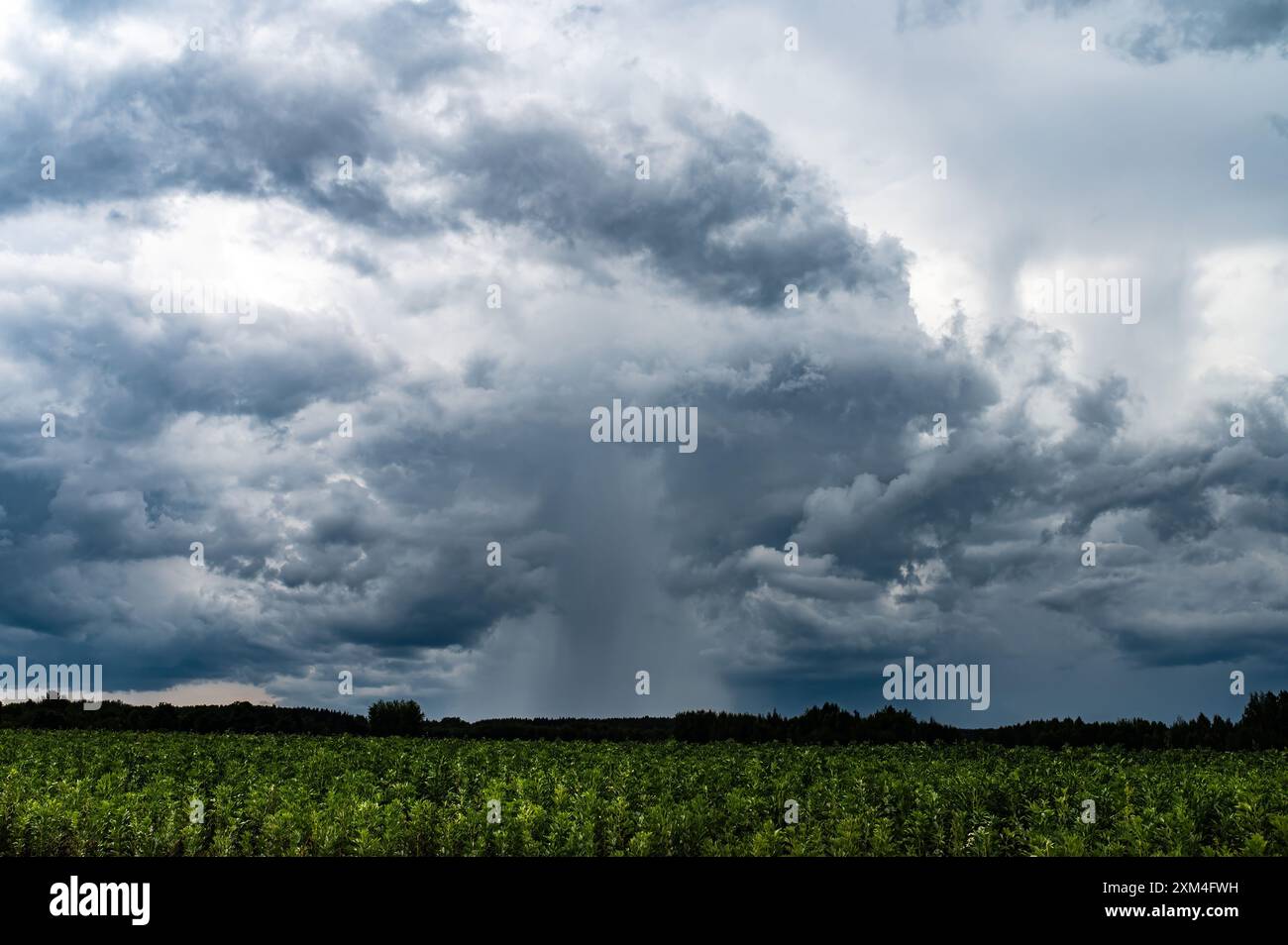 Ein Sturm des Regens geht aus diesem kleinen Gewitter hervor. Internationaler Himmelstag, Weltmeteorologischer Tag Des Klimawandels Stockfoto