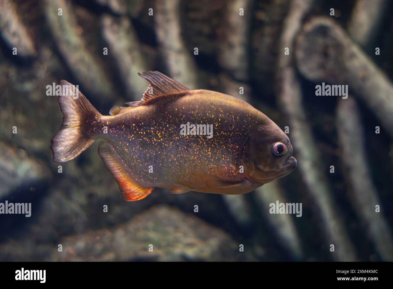 Rotbauchpiranha. Ein Schwarm von Piranha-Fischen. Relativ gefährliche Süßwasserfische. Rotbauchpiranhas Pygocentrus nattereri - südamerikanische Fische. Stockfoto