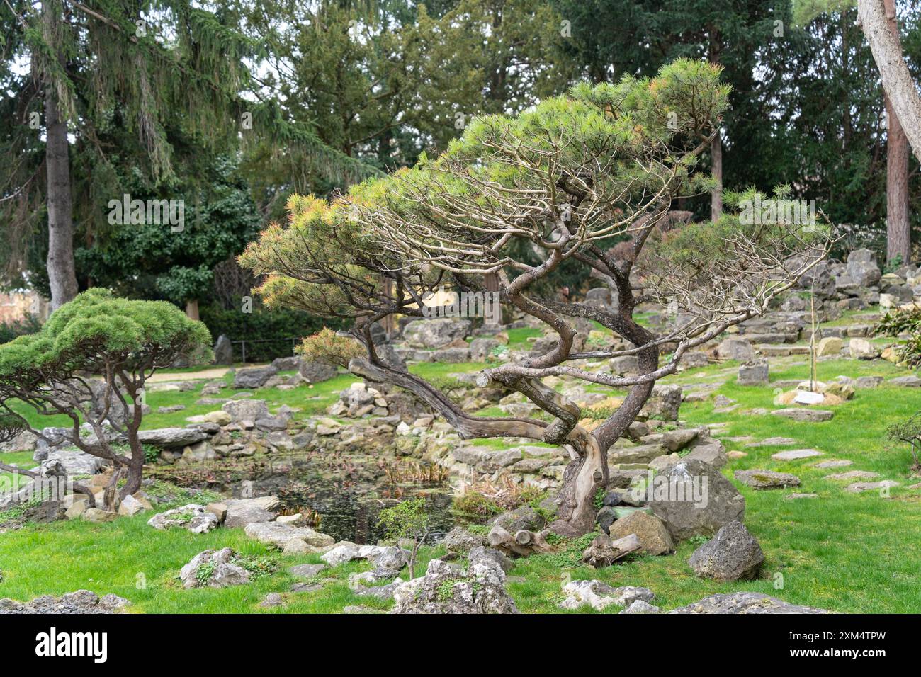Gepflegte Bonsaibäume in einem japanischen Garten in Wien Stockfoto