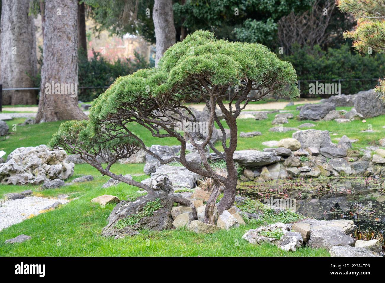 Gepflegte Bonsaibäume in einem japanischen Garten in Wien Stockfoto