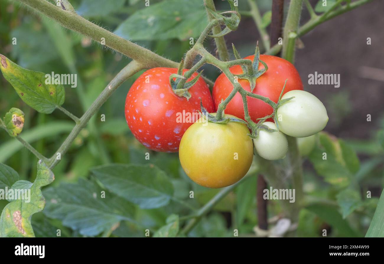 Tomaten Weisse Bltter