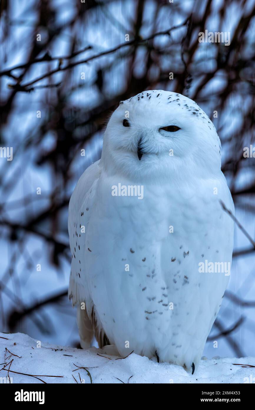 Die Schneeeule mit ihrem markanten weißen Gefieder und den gelben Augen kommt häufig in arktischen Regionen und im Norden Kanadas vor. Sie ernährt sich hauptsächlich von Lemming Stockfoto