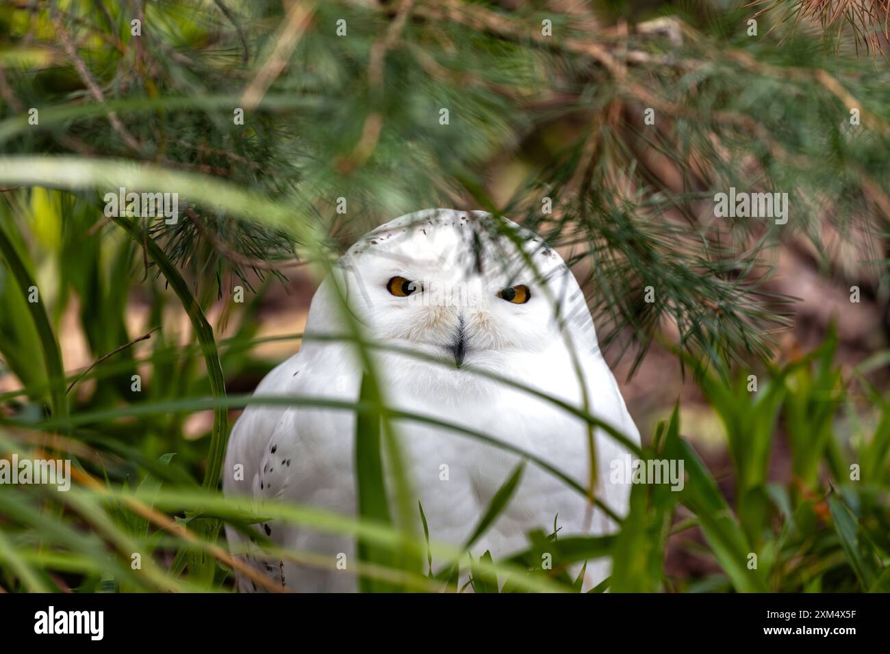Die Schneeeule mit ihrem markanten weißen Gefieder und den gelben Augen kommt häufig in arktischen Regionen und im Norden Kanadas vor. Sie ernährt sich hauptsächlich von Lemming Stockfoto