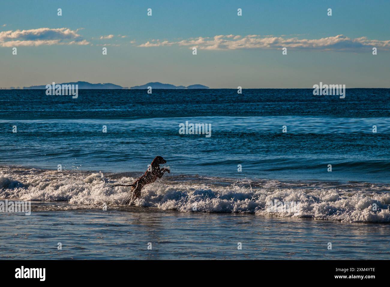 Verspielter Hund, der in Byron Bay, New South Wales, Australien, in die Wellen läuft. Stockfoto