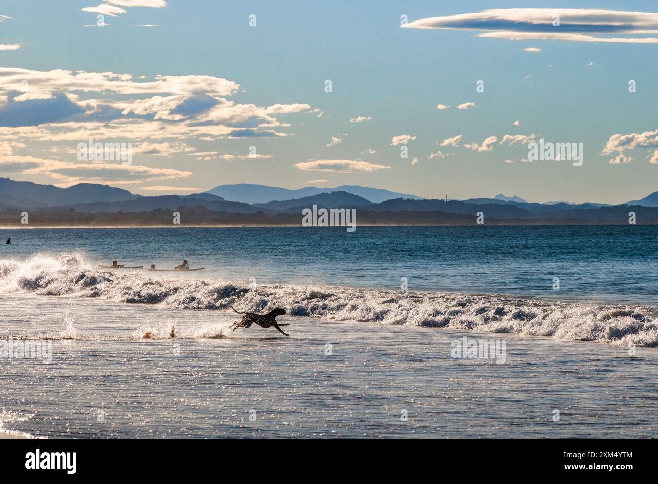 Verspielter Hund, der in Byron Bay, New South Wales, Australien, in die Wellen läuft. Stockfoto