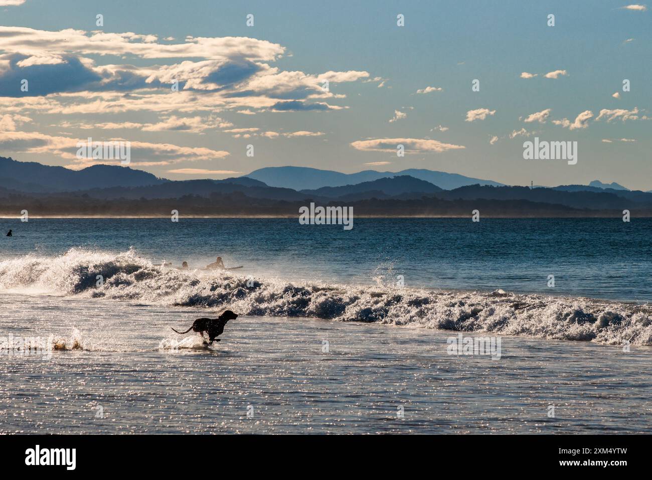 Verspielter Hund, der in Byron Bay, New South Wales, Australien, in die Wellen läuft. Stockfoto