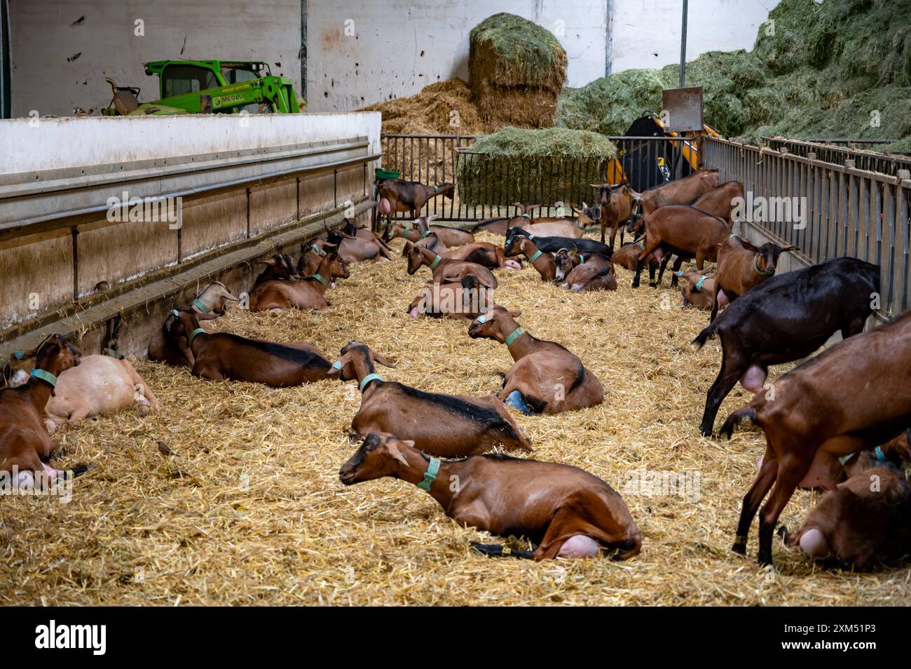 Käseherstellung auf Ziegenfarm, Rocamadour-Weichziegenkäse mit weicher Rinde, hergestellt auf dem Bauernhof in Perigord und Quercy, Frankreich, fa Stockfoto