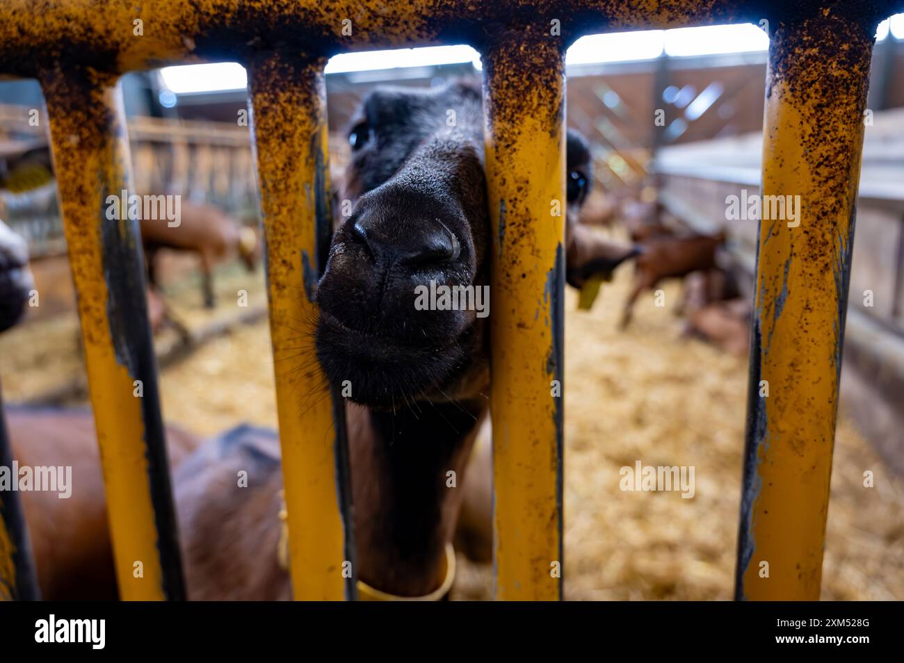 Käseherstellung auf Ziegenfarm, Rocamadour-Weichziegenkäse mit weicher Rinde, hergestellt auf dem Bauernhof in Perigord und Quercy, Frankreich, fa Stockfoto