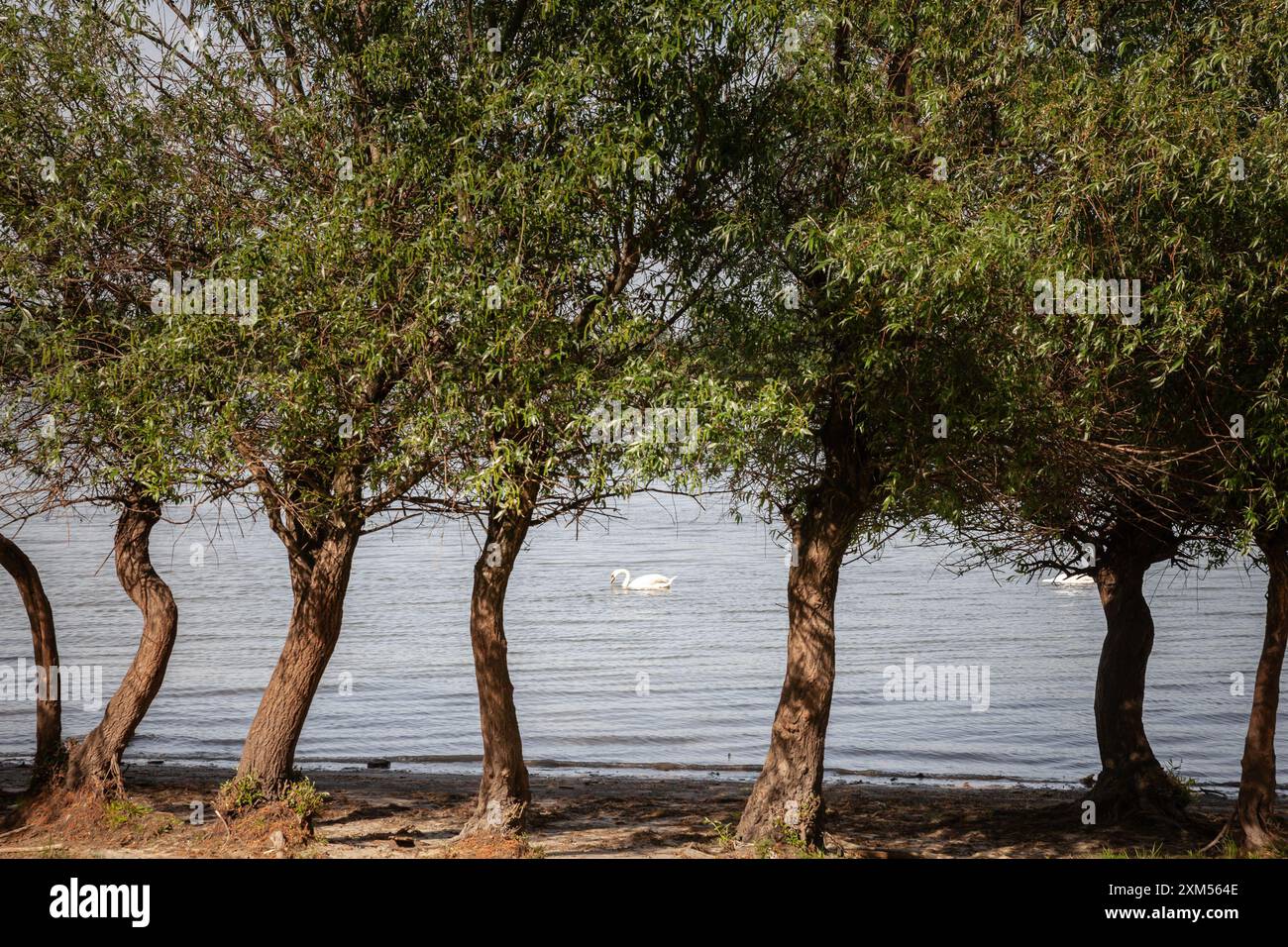 Dieses ruhige Bild zeigt einen Schwan, der anmutig auf der Donau in Serbien gleitet. Die friedliche Szene unterstreicht die natürliche Schönheit und Ruhe o Stockfoto