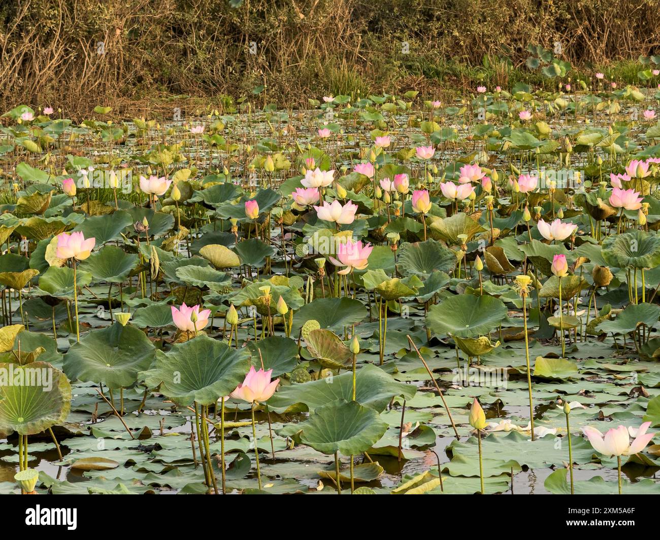 Heiliger Lotus, Nelumbo nucifera, bei Sonnenaufgang in Kampong Tralach, Kambodscha. Stockfoto