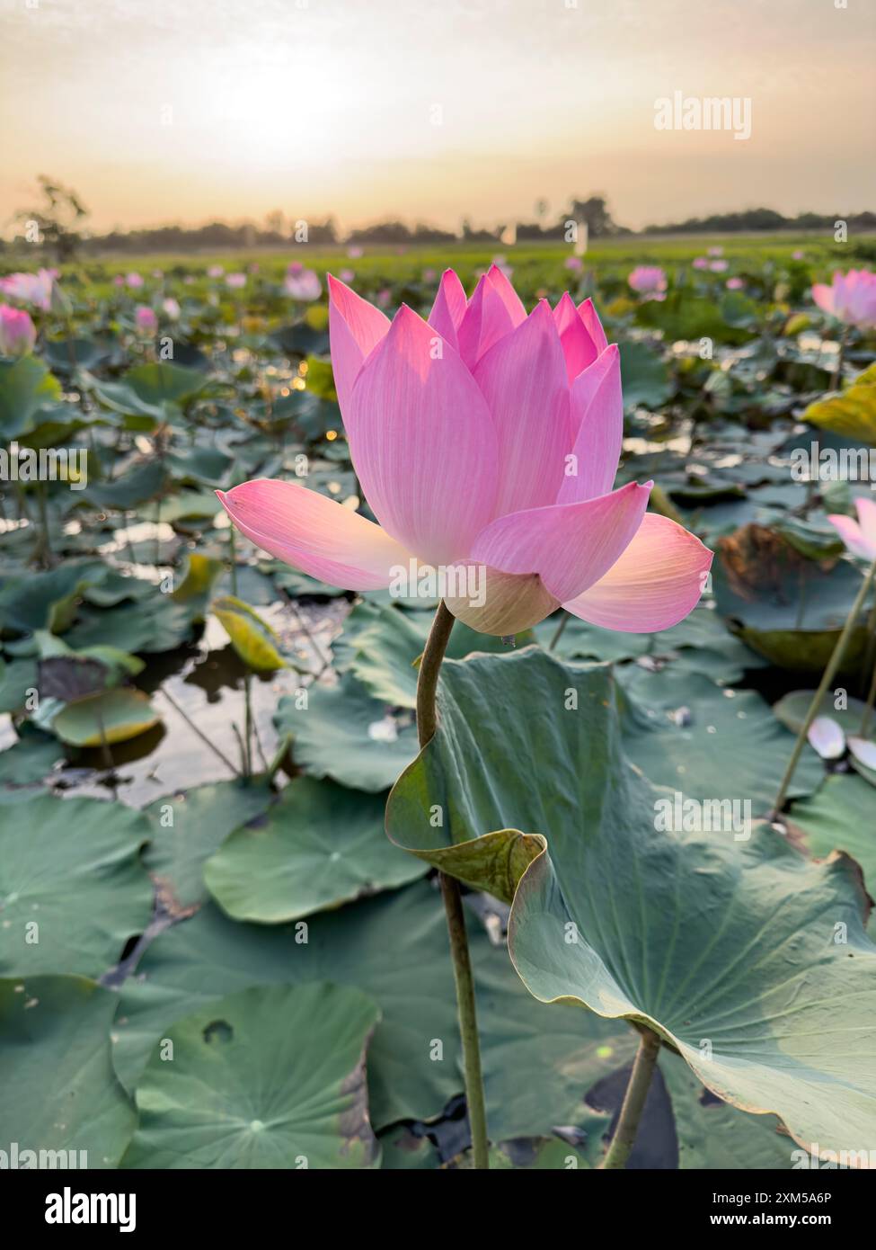 Heiliger Lotus, Nelumbo nucifera, bei Sonnenaufgang in Kampong Tralach, Kambodscha. Stockfoto