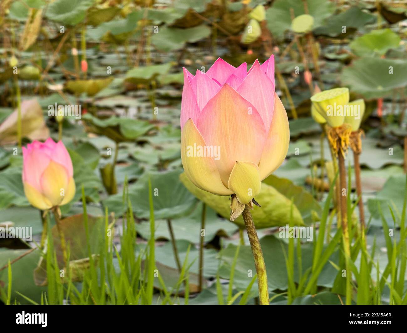 Heiliger Lotus, Nelumbo nucifera, bei Sonnenaufgang in Kampong Tralach, Kambodscha. Stockfoto
