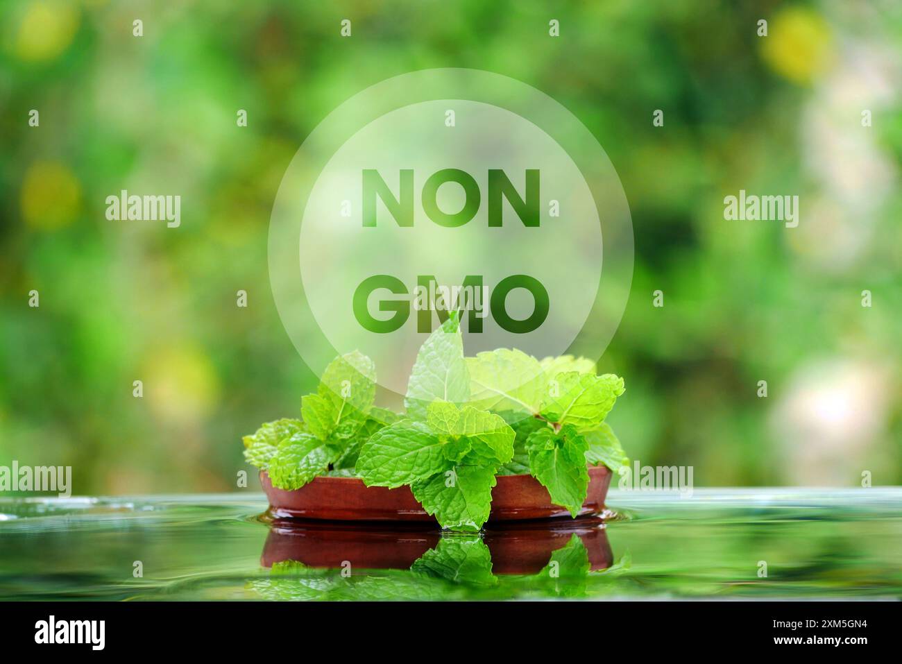 Umweltfreundliche Kräuterpflanzen ohne genetische Veränderung, natürlich, GVO-frei. Frische Bio-Produkte von lokalen Bauernhöfen. Stockfoto