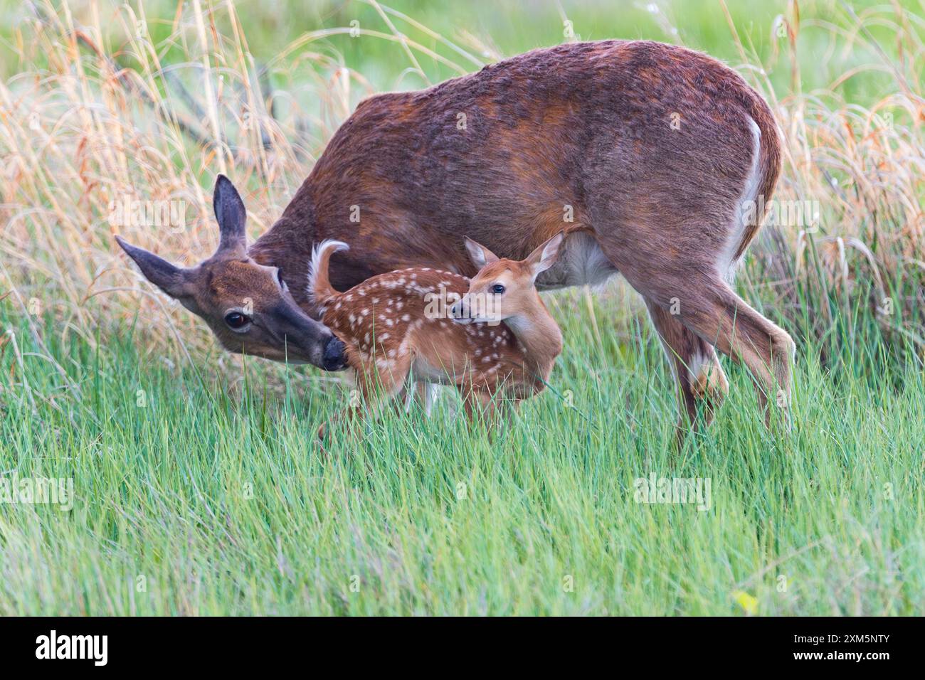 Ein blauäugiges Kitz sieht sich nach dem Stillen umher, während seine Mutter sich um es im Rocky Mountain Arsenal Wildlife Refuge in Colorado kümmert. Stockfoto