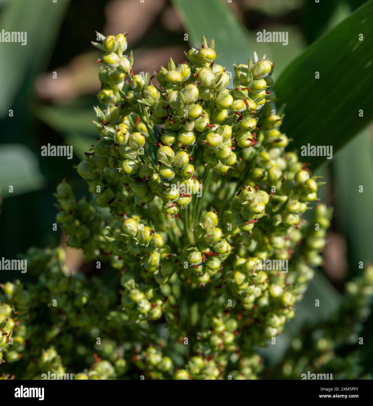 Sorghum zweifarbig. Sorghum-Ackerfeld. Die Pflanze ist auch bekannt als Hirse, Besen, Perlmutterkorn, durra, Imphee, Jowar oder milo. Stockfoto