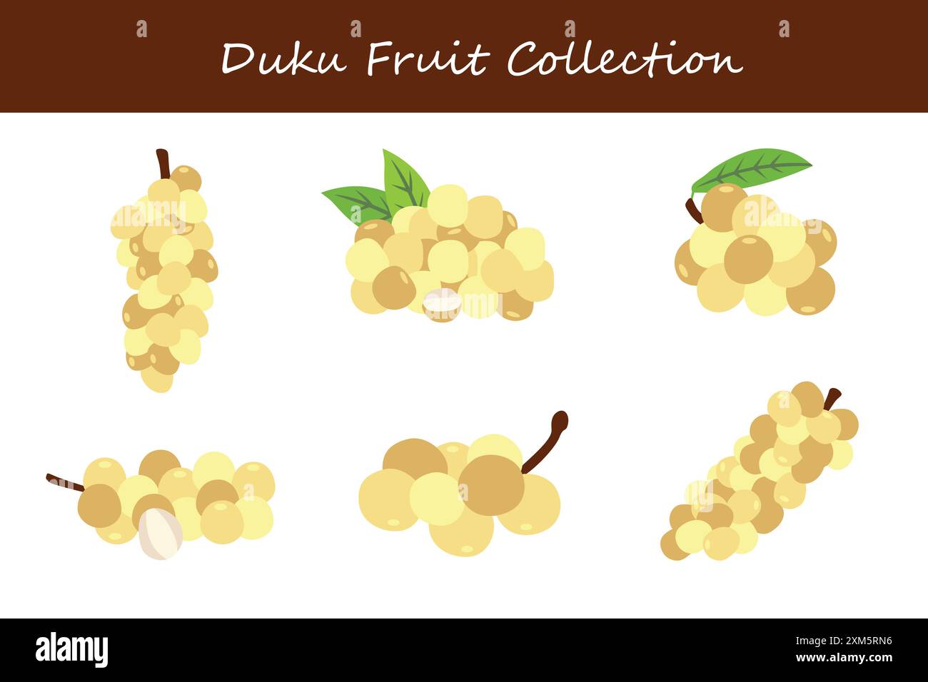 Duku-Fruchtsammlung. Duku-Frucht in verschiedenen Stellungen. Vektorabbildung. Stock Vektor