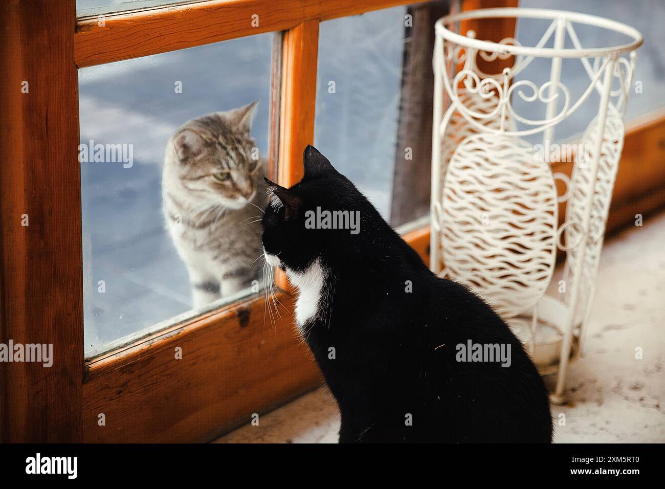 Alanya, Türkei, 17. September 2020: Lustige Szene einer schwarzen Katze, die durch eine Glastür auf eine Katze auf der Straße schaut Stockfoto