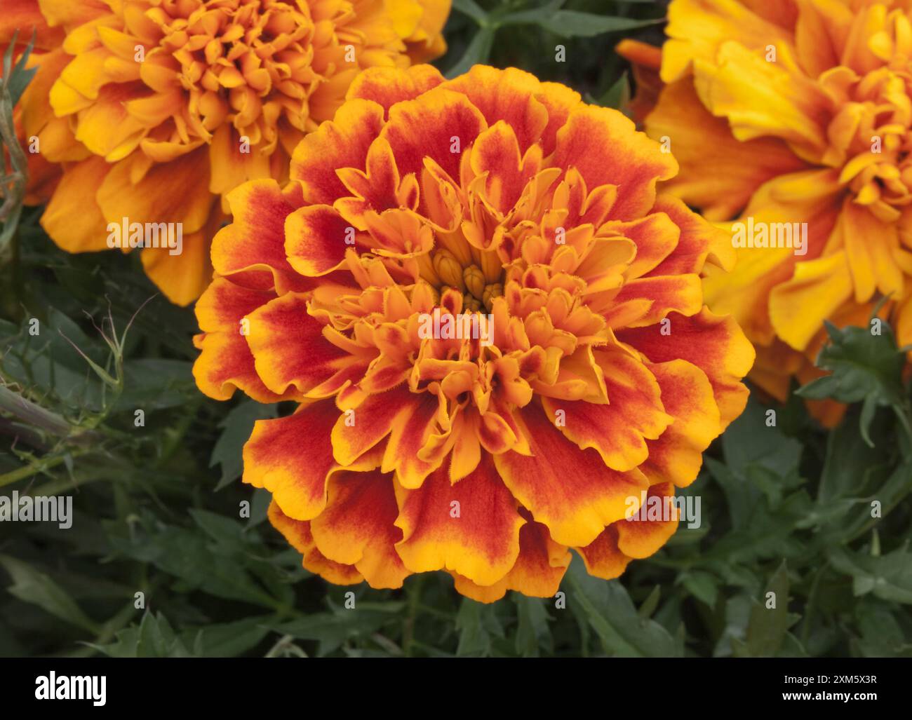Französischer Marigold 'Bonanza' Mix, Tagetes patula Stockfoto