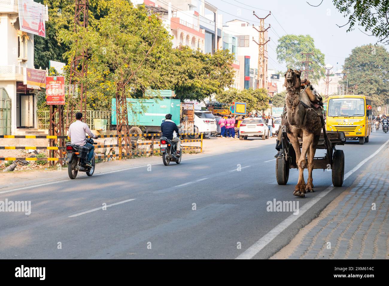 Rajasthan, Indien. 14. Februar 2024 Kamelzug auf einer Dorfstraße in Indien Stockfoto