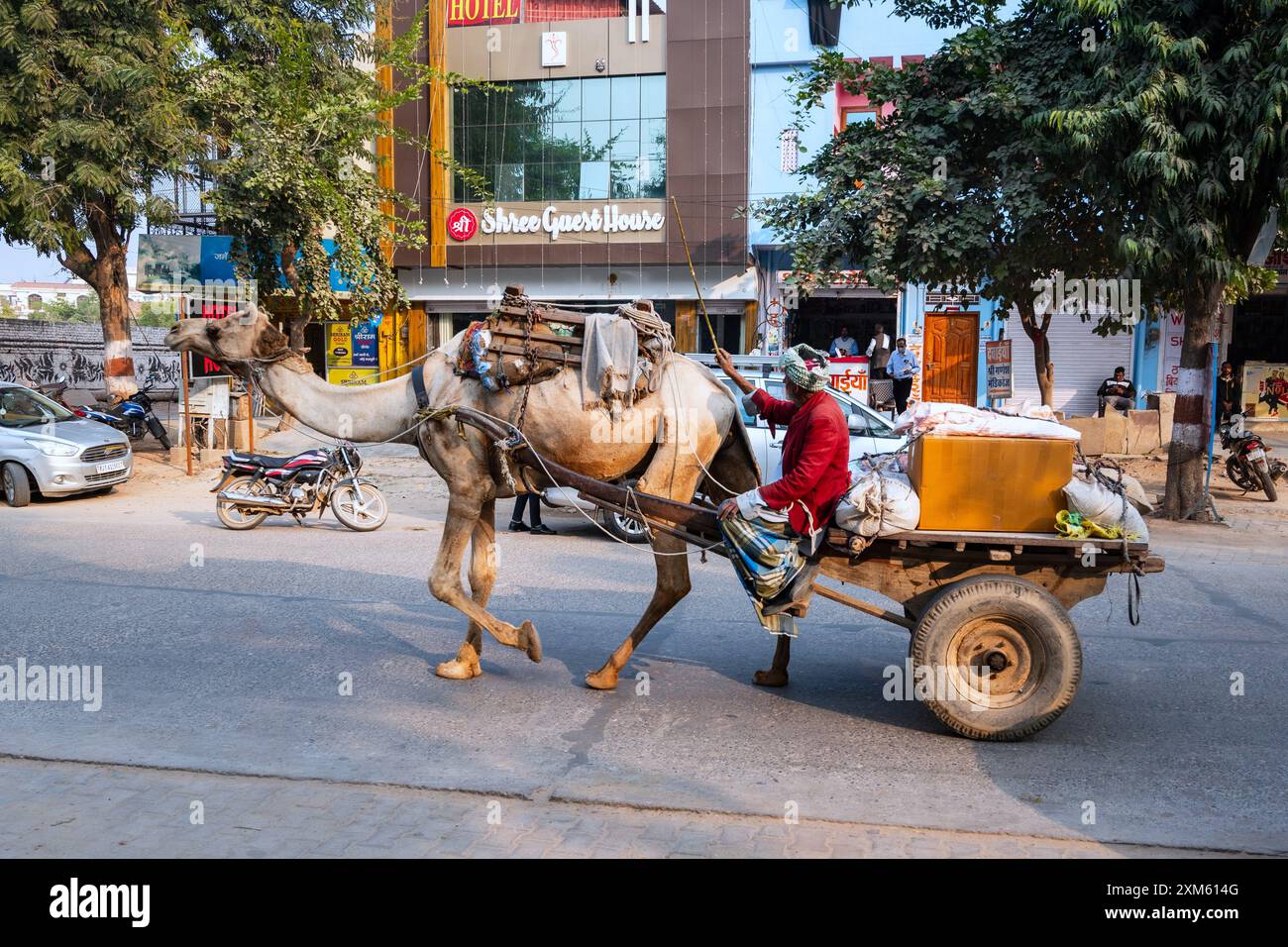 Rajasthan, Indien. 14. Februar 2024 Kamelzug auf einer Dorfstraße in Indien Stockfoto