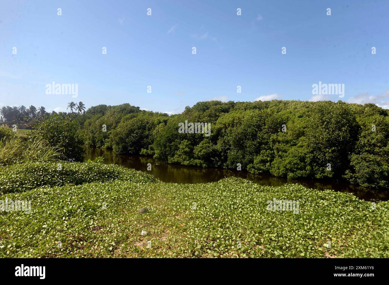 (240726) -- GAMPAHA, 26. Juli 2024 (Xinhua) -- dieses Foto zeigt einen Blick auf die Mangroven und Feuchtgebiete von Muthurajawela in Gampaha, Sri Lanka, am 25. Juli 2024. Der Welttag der Mangroven wird am 26. Juli gefeiert. Muthurajawela Mangroves and Feuchtgebiete, 19 Kilometer nördlich von Colombo gelegen, wurden als eines der wichtigsten Feuchtgebiete identifiziert, die zur Hochwasserbekämpfung beitragen. Dieses Mangrovenökosystem kann auf nachhaltige Weise genutzt werden, um dem Land den wirtschaftlichen und ökologischen Nutzen zu verschaffen. Es ist jedoch nach wie vor ein äußerst gefährdetes Ökosystem und bedarf rascher und starker Interventionen für die Zusammenarbeit Stockfoto