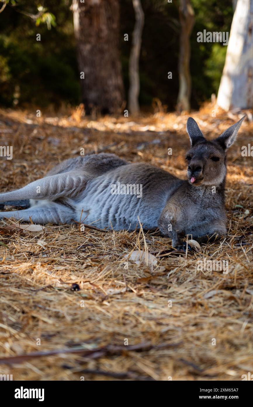 Grey Känguroo inn Perth Stockfoto