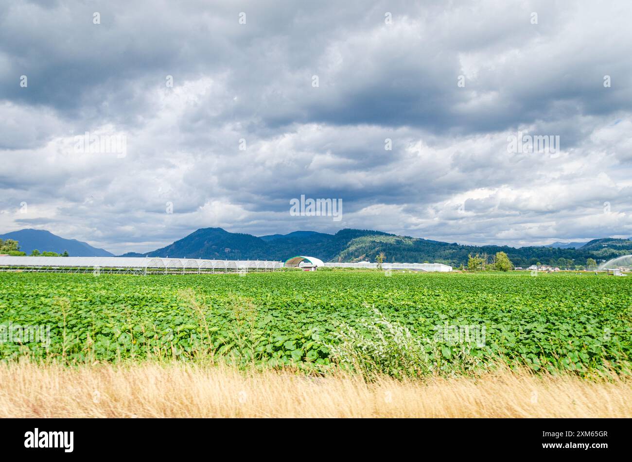 Landwirtschaftsbetriebe in Mission, Fraser Valley, British Columbia, Kanada Stockfoto
