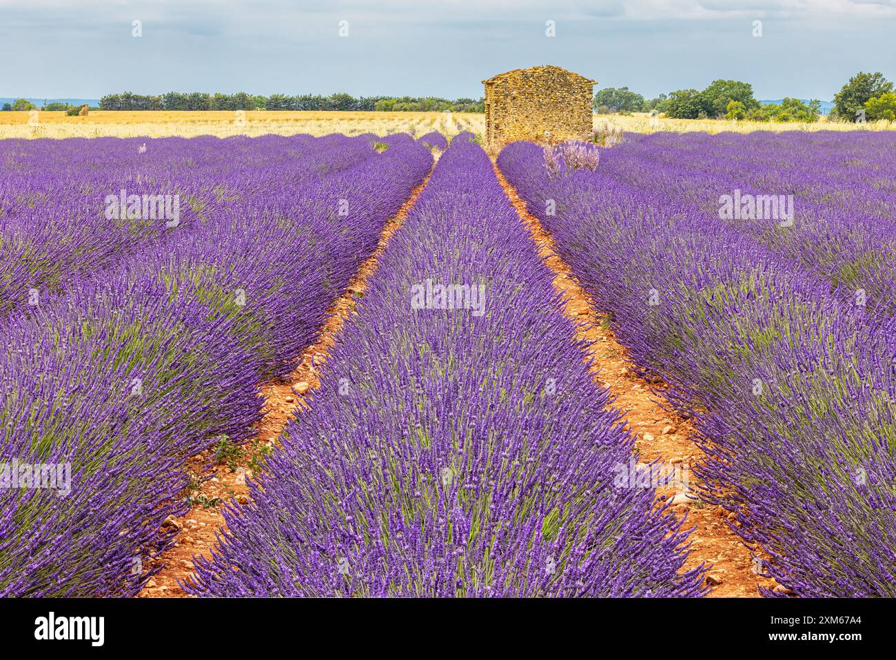 Ende Juni blüht der Lavendel und die Landschaft färbt sich blau-violett auf dem Plateau de Valensole, einer natürlichen Region in der Alpes-de Stockfoto