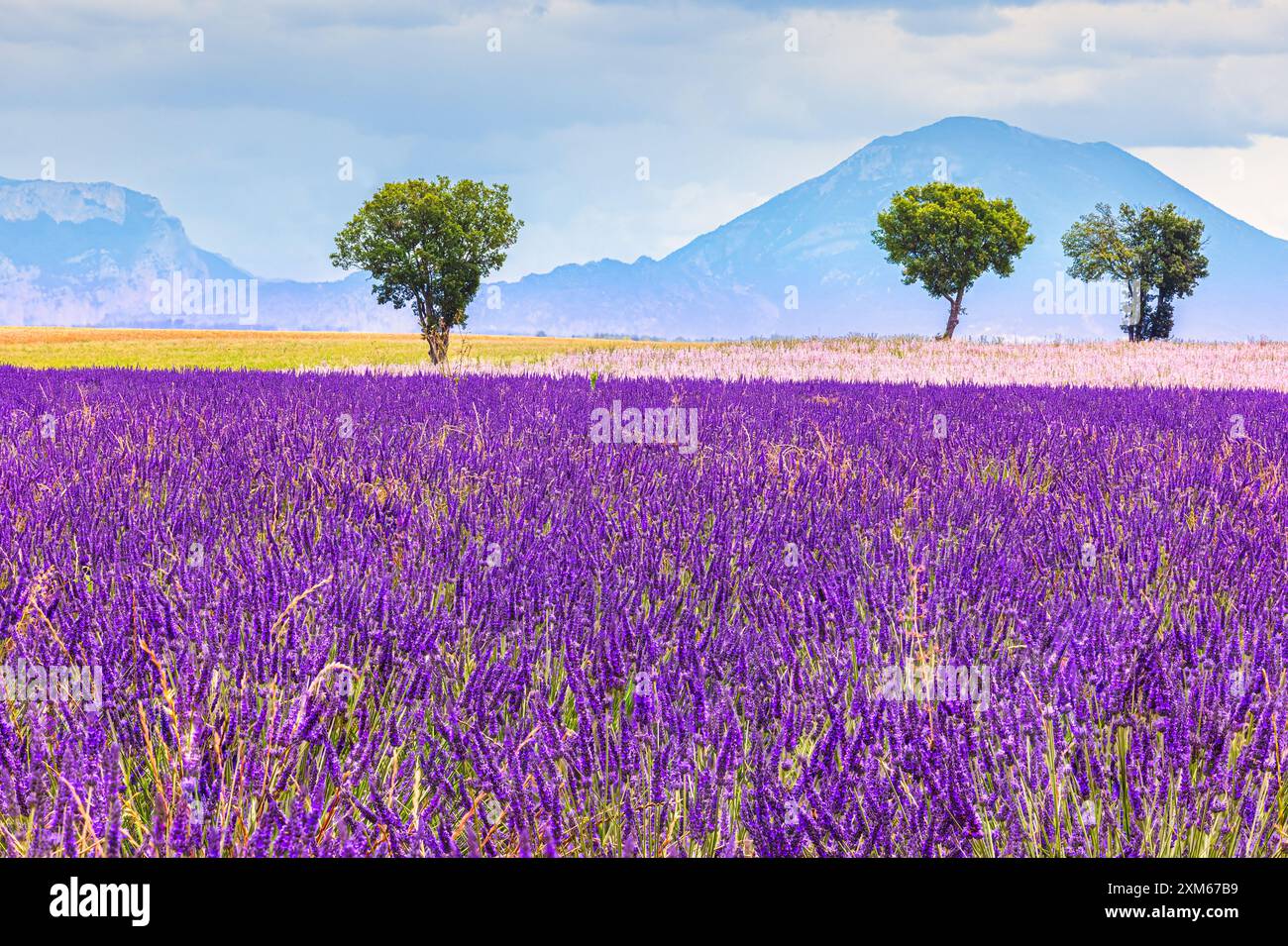 Ende Juni blüht der Lavendel und die Landschaft färbt sich blau-violett auf dem Plateau de Valensole, einer natürlichen Region in der Alpes-de Stockfoto