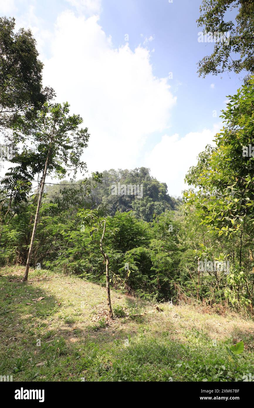 Bandung, Indonesien, 2023. Foto mit einem großen Waldpark in einem tropischen Gebiet Stockfoto