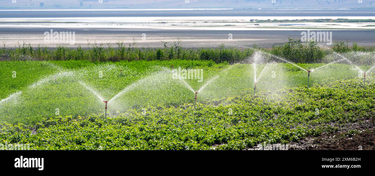 Automatische Sprinkler-Bewässerung in der Gemüsefarm. Selektiver Fokus und Bewegungsunschärfe Stockfoto