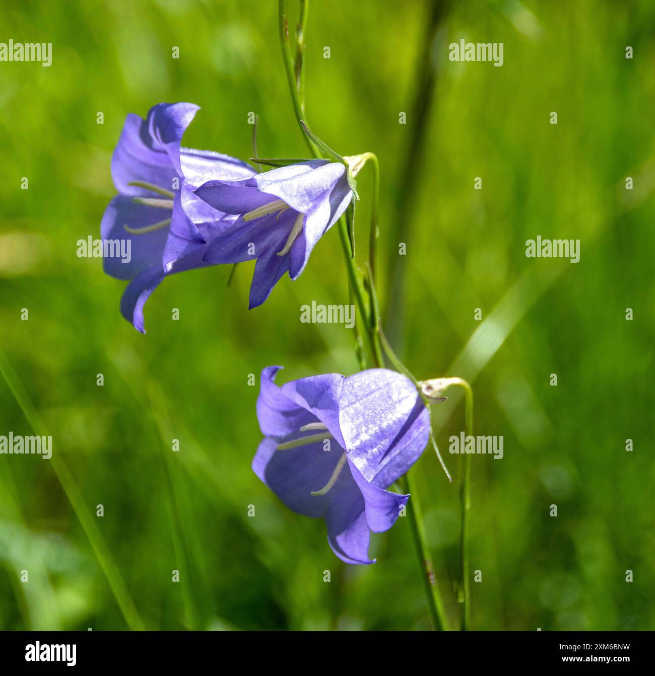 Leuchtende violette Glockenblumen blühen in einer üppig grünen Landschaft unter sonnigen Bedingungen Stockfoto