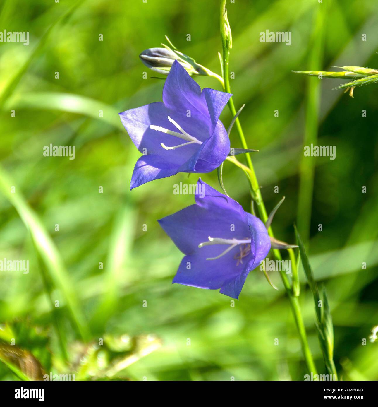 Leuchtende violette Glockenblumen blühen in einer üppig grünen Landschaft unter sonnigen Bedingungen Stockfoto