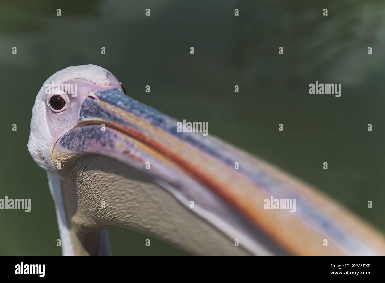 Pelicaner sind eine Gattung großer Wasservögel, die zur Familie der Pelecanidae gehören. Sie zeichnen sich durch einen langen Schnabel und einen großen Kehlbeutel aus, der zum Auffangen von Beute und Ablassen von Wasser aus dem aufgeschöpften Inhalt vor dem Schlucken verwendet wird. Hochwertige Fotos Stockfoto