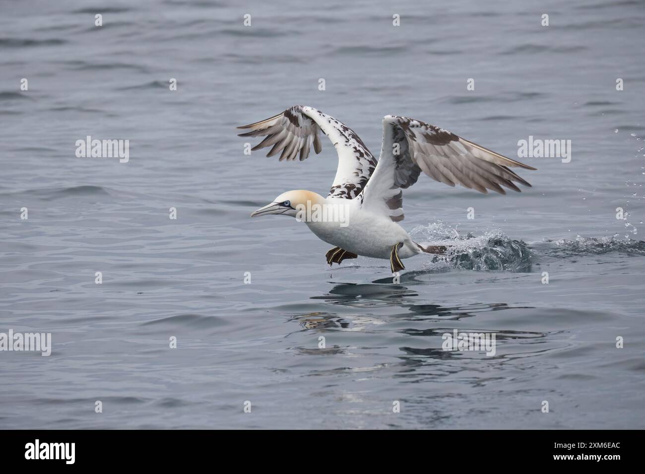 Sub-Erwachsener Northern Gannet vor Grassholm Pembrokeshire UK Stockfoto