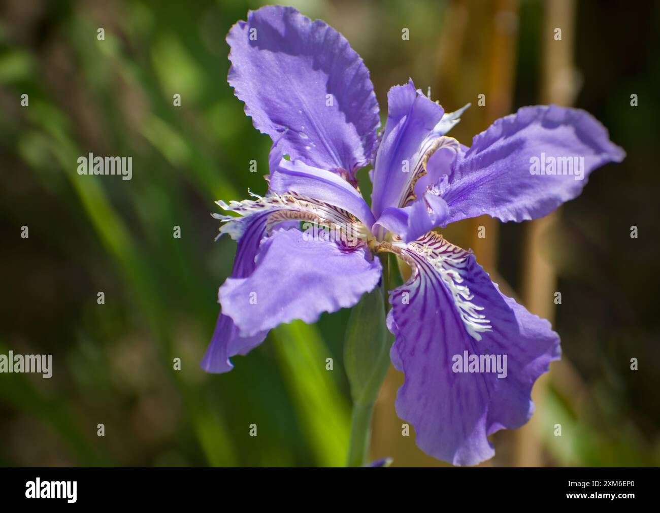 Nahaufnahme der Iris tectorum-Blüte in leuchtendem violett-blauem Farbton. Konzept für botanische Themen und von der Natur inspirierte Designs Stockfoto