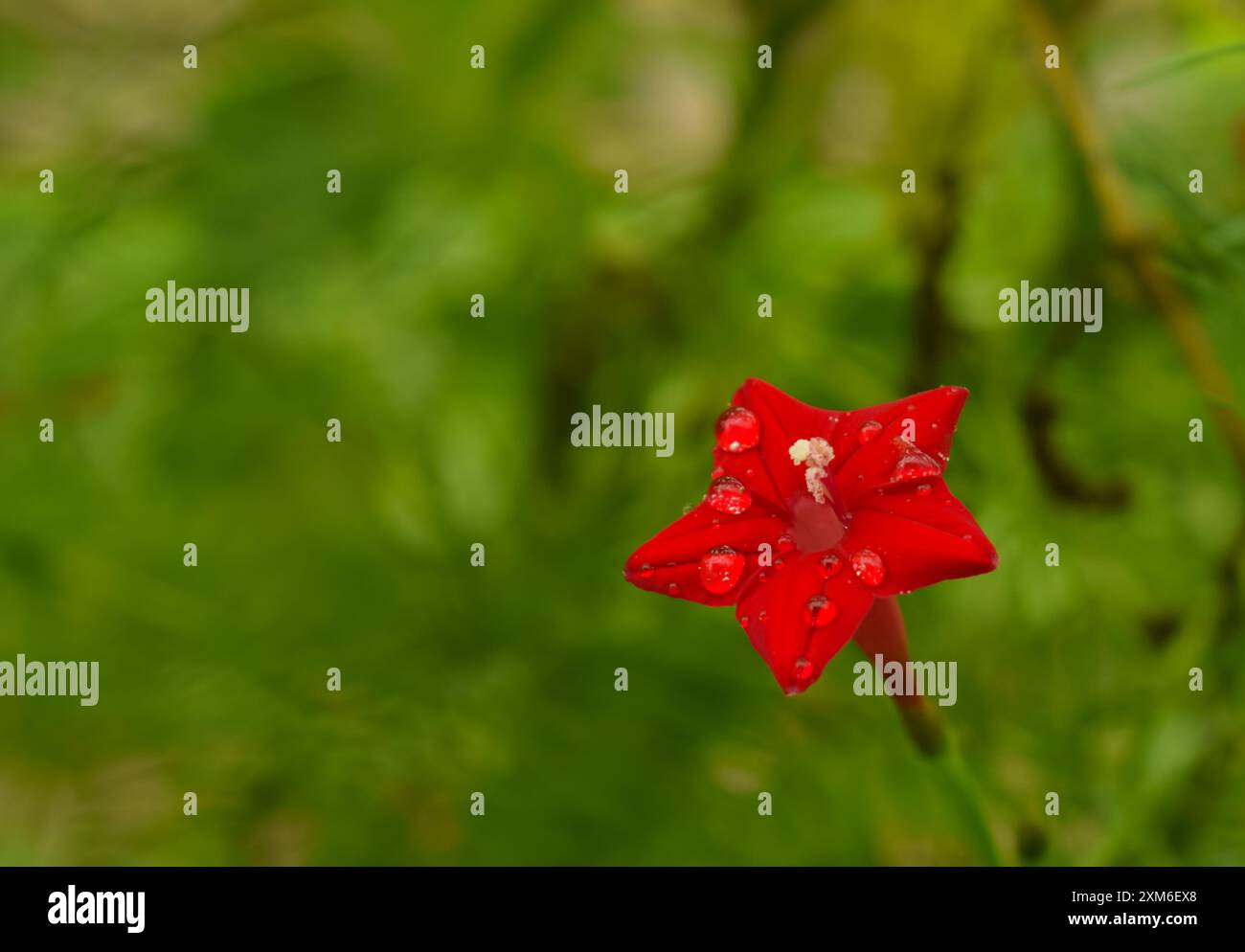 Makroaufnahme einer tau bedeckten roten Zypressenblume (Ipomoea quamoclit) im Morgenlicht. Stockfoto