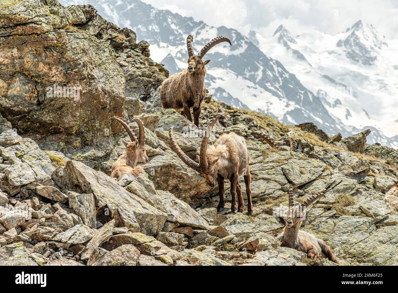 Gruppe der alpinen Steinböcke bei Pontresina, Engadin, Schweiz Stockfoto