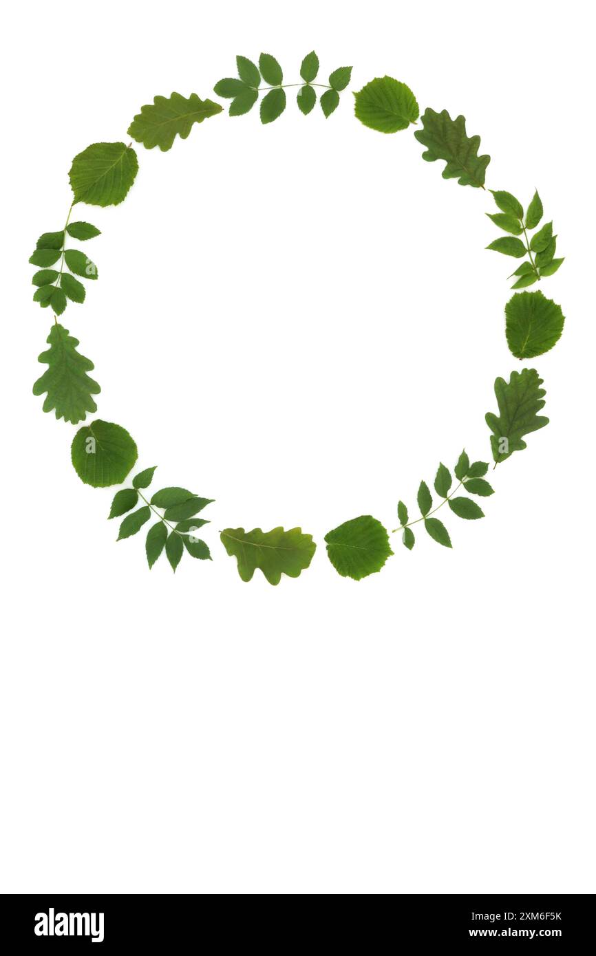Grüner Kranz aus Eichenasche und Haselnussblatt. Frühling Sommer Druide Symbol für Stärke, Erneuerung und Schutz der alten natürlichen Erdmagie auf weiß. Stockfoto