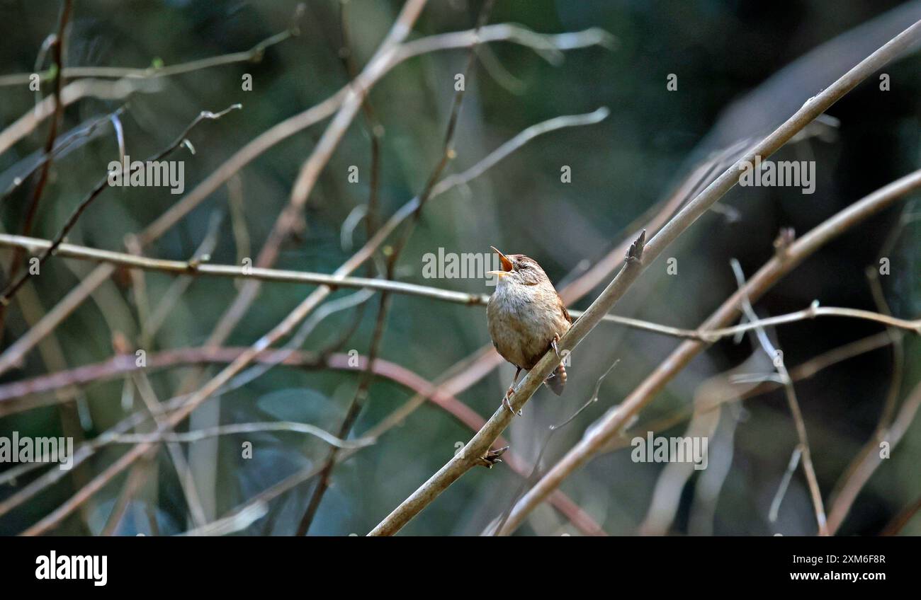 Eurasische Zauner singen laut im Wald Stockfoto