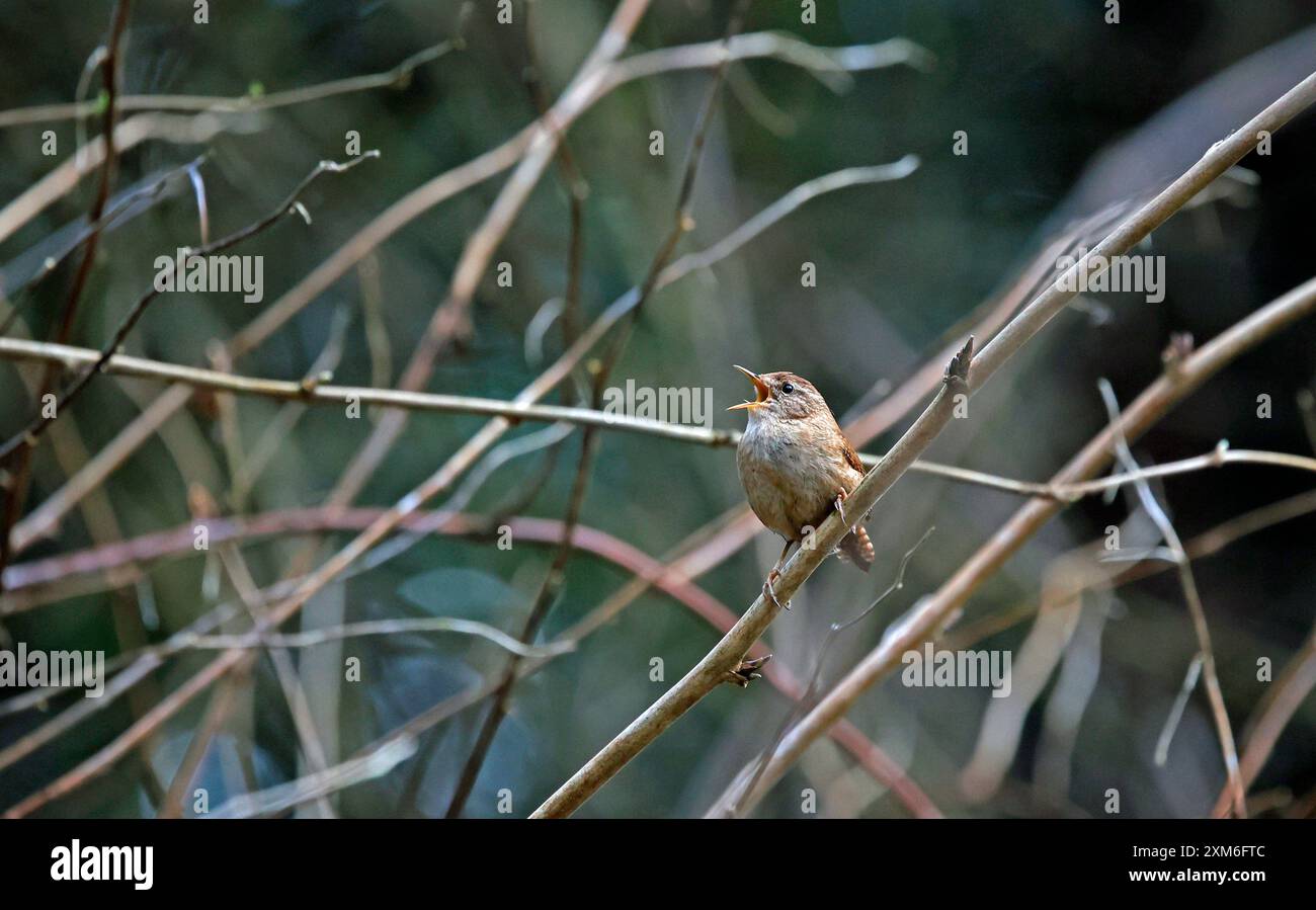 Eurasische Zauner singen laut im Wald Stockfoto