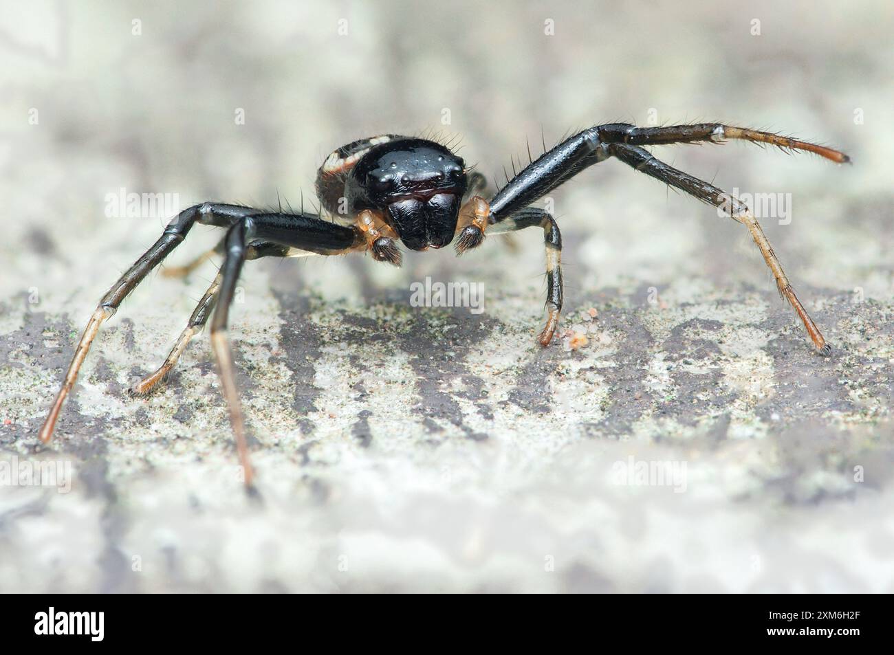 Black Spider, Napoleon Spinnen Spezies auf dem Hausboden, Nahansicht von Insekten. Stockfoto