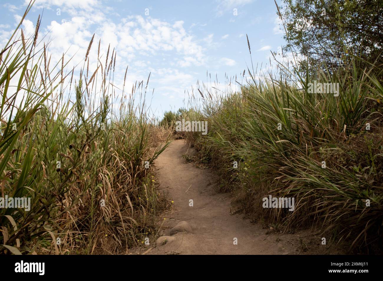 Schotterpfad umgeben von riesigen wilden Roggen. Stockfoto