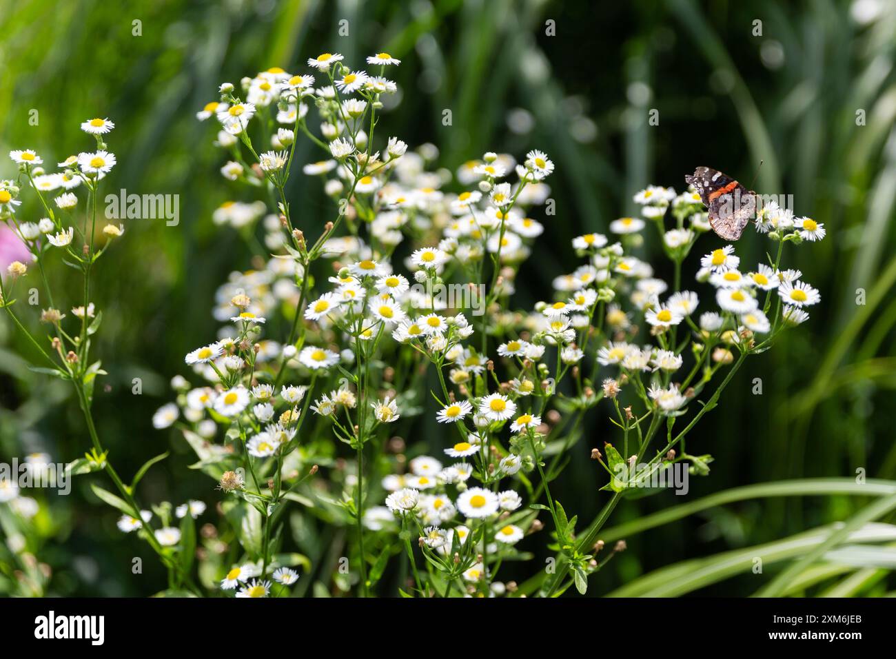 Ein rotgefleckter Schmetterling, der auf weißen Wildblumen auf einer Wiese ruht Stockfoto