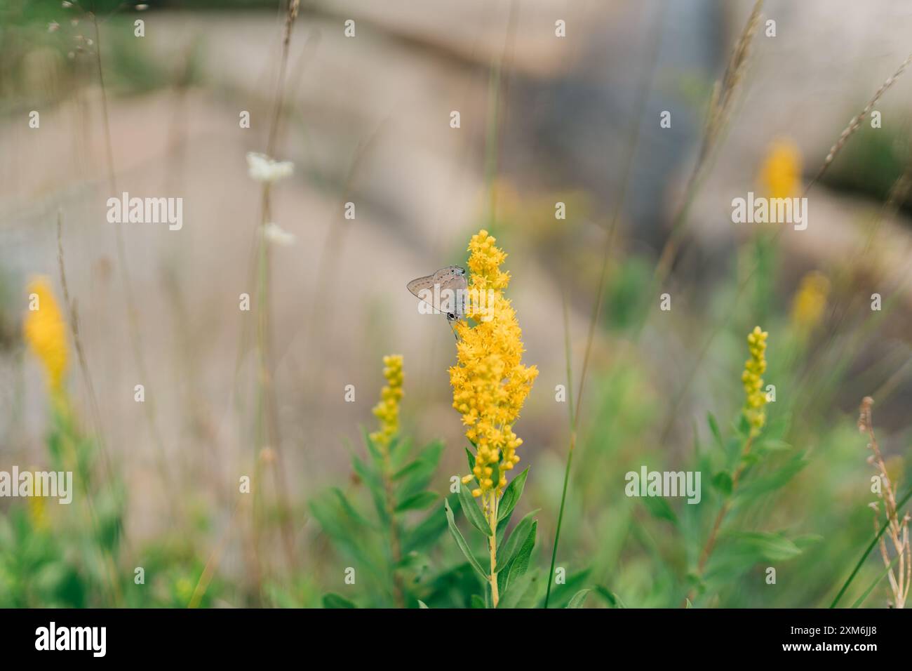 Ein Blick auf einen Schmetterling auf einer gelben Wildblume aus der Nähe Stockfoto