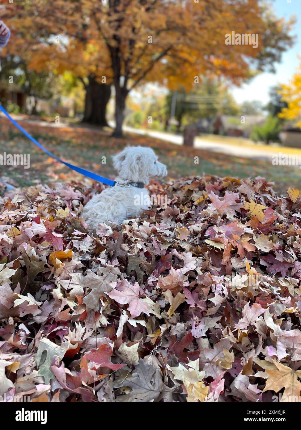 Ein weißer, goldener Mini-Doodle-Welpe, der in einem Stapel Blätter spielt. Stockfoto